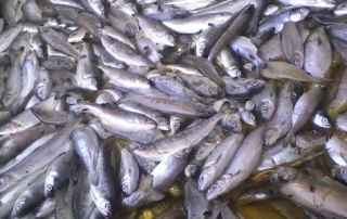 760x 09-10-2014 salmones