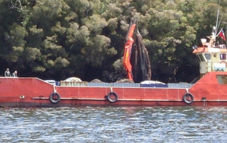 salmonera
