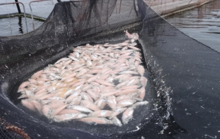 salmones diciembre