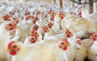 Nota SMA rechazó recurso interpuesto por Avícola Las Rastras