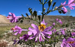 iNaturalist anneleen_kool