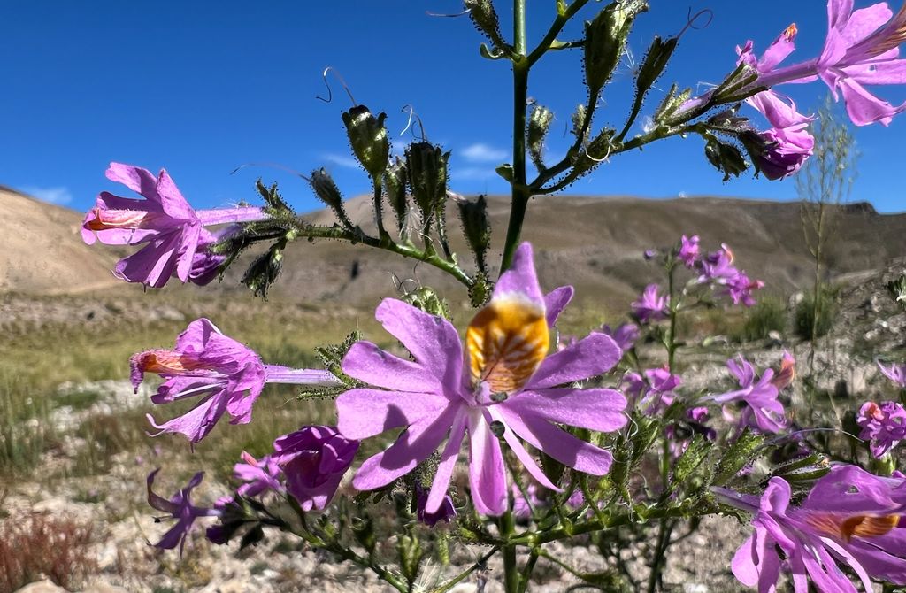 iNaturalist anneleen_kool