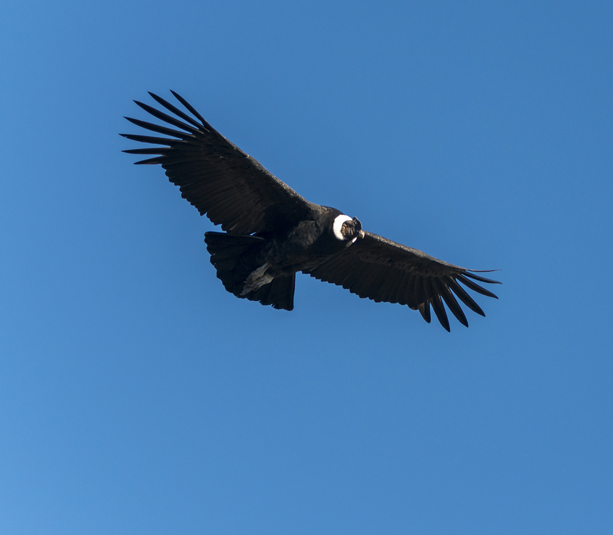 condor